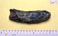 藏品(肋骨)的圖片